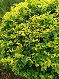 翠绿繁茂的灌木植物