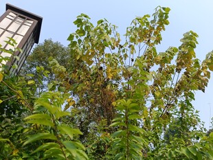 绿叶繁茂的树木与路灯