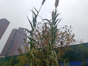 城市中挺立的植物景观