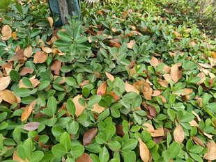 地面上的多彩落叶与绿植