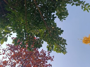 树梢间的多彩景致