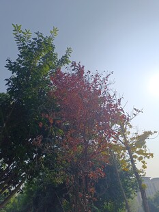 秋日多彩树木景观