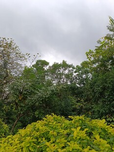 繁茂绿植与阴沉天空