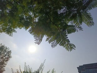 透过枝叶的明亮阳光