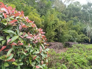 多彩绿植装点的自然景致