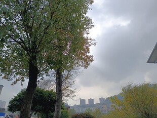 城市中树木与天空景象