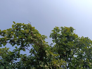 蓝天映衬下的繁茂绿树