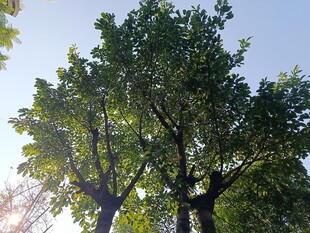 阳光下的葱郁树木