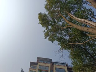 高楼旁茂盛的绿树