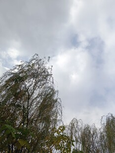 风中摇曳的垂柳