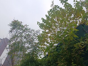 绿树掩映中的建筑一角