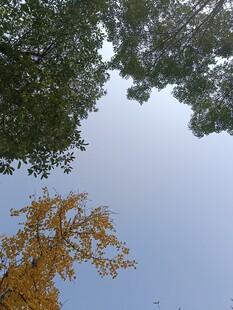 仰望金黄银杏与蓝天绿树