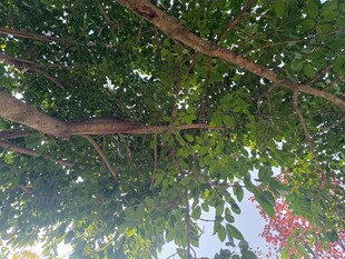 仰视繁茂枝叶间的天空