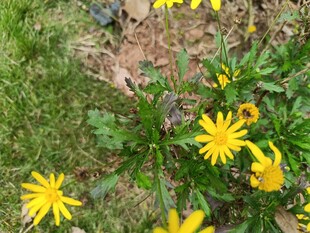 草地上的黄色小花