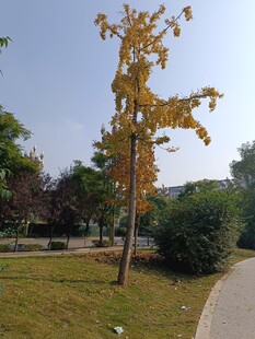 秋日公园中的独株黄叶树