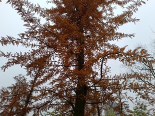 秋日红杉树景观