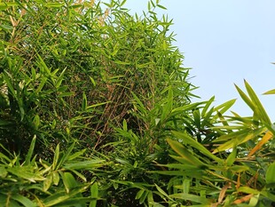 翠绿繁茂的植物景观