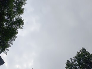 仰视天空中的树木与云朵