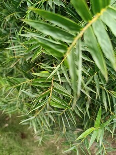 翠绿羽状叶片特写