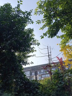 透过枝叶见建筑一角