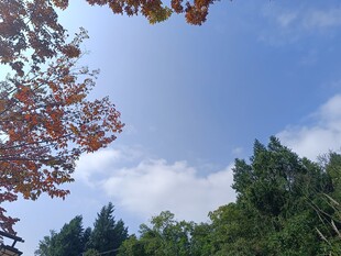 秋日树梢与蓝天美景