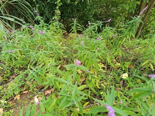 野外繁茂绿植景观