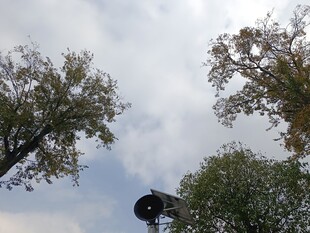 仰视视角下的树木与天空