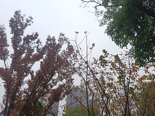 秋日街头多彩树木景观