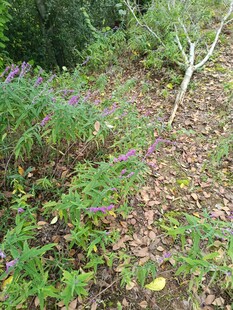 野外繁茂的绿色植物景观