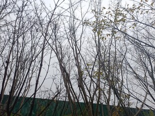 冬日枯树林景象