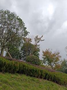 郊外草地树木风景图