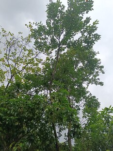 茂密绿树展现自然生机