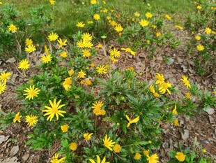 春日绽放的黄色小花