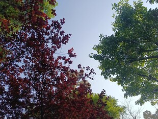 多彩树木映衬蓝天