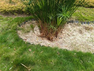 草坪环绕的绿植景观