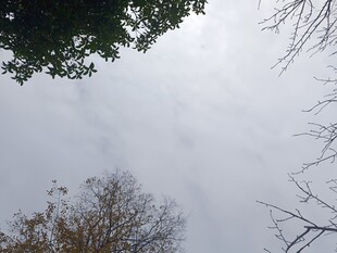 仰视天空中的树木景象