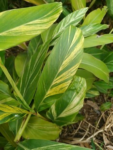 黄绿相间叶片的植物