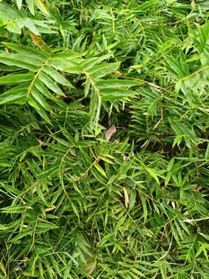 翠绿繁茂的草地植物