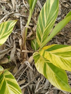 黄绿相间斑纹植物叶片