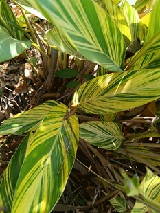 黄绿相间条纹叶片植物