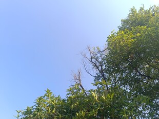 蓝天绿树间的清新景致