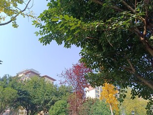 秋日多彩树木景观