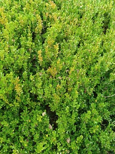 翠绿繁茂的灌木丛