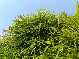 翠绿繁茂的蓬勃竹林