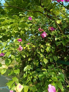 绿叶间绽放的娇艳花朵