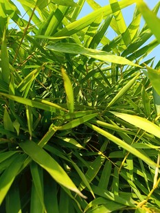 翠绿竹叶在阳光下闪耀