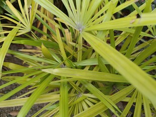 翠绿细长叶片的植物