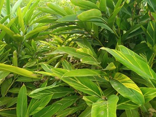 翠绿繁茂的热带植物景观