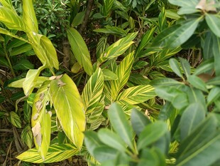 黄绿相间的斑斓植物叶片