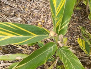 黄绿条纹叶片植物特写